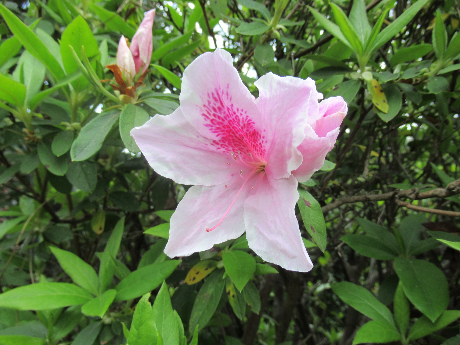 f:id:bluets8:20200411174228j:plain:w400