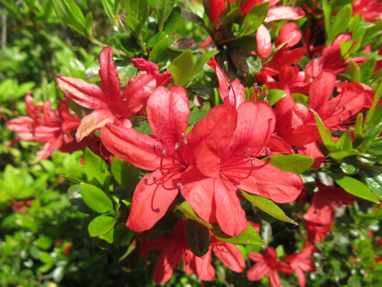 f:id:bluets8:20200411174400j:plain:w400