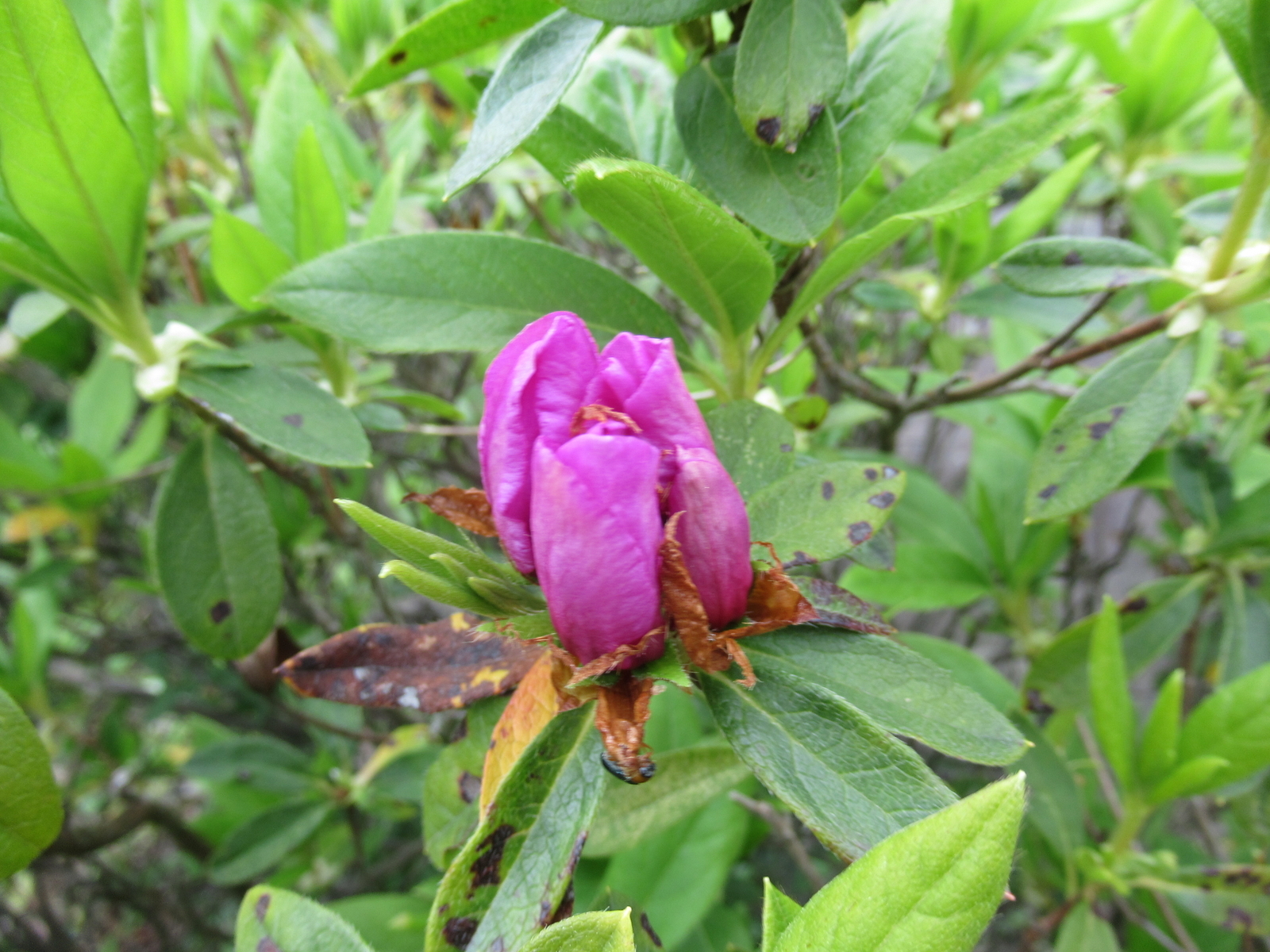 f:id:bluets8:20200411174445j:plain:w400