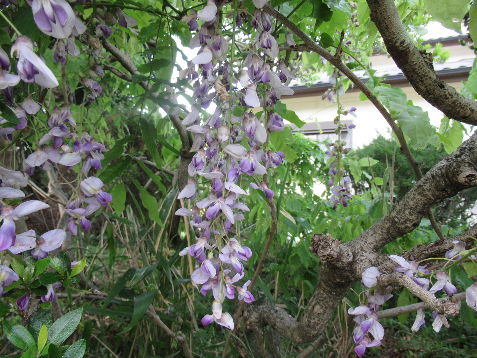 f:id:bluets8:20200427211606j:plain:w400