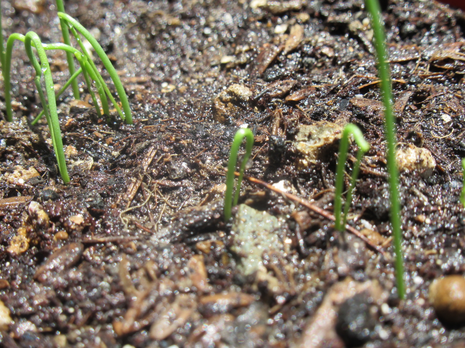 f:id:bluets8:20200524173556j:plain:w400