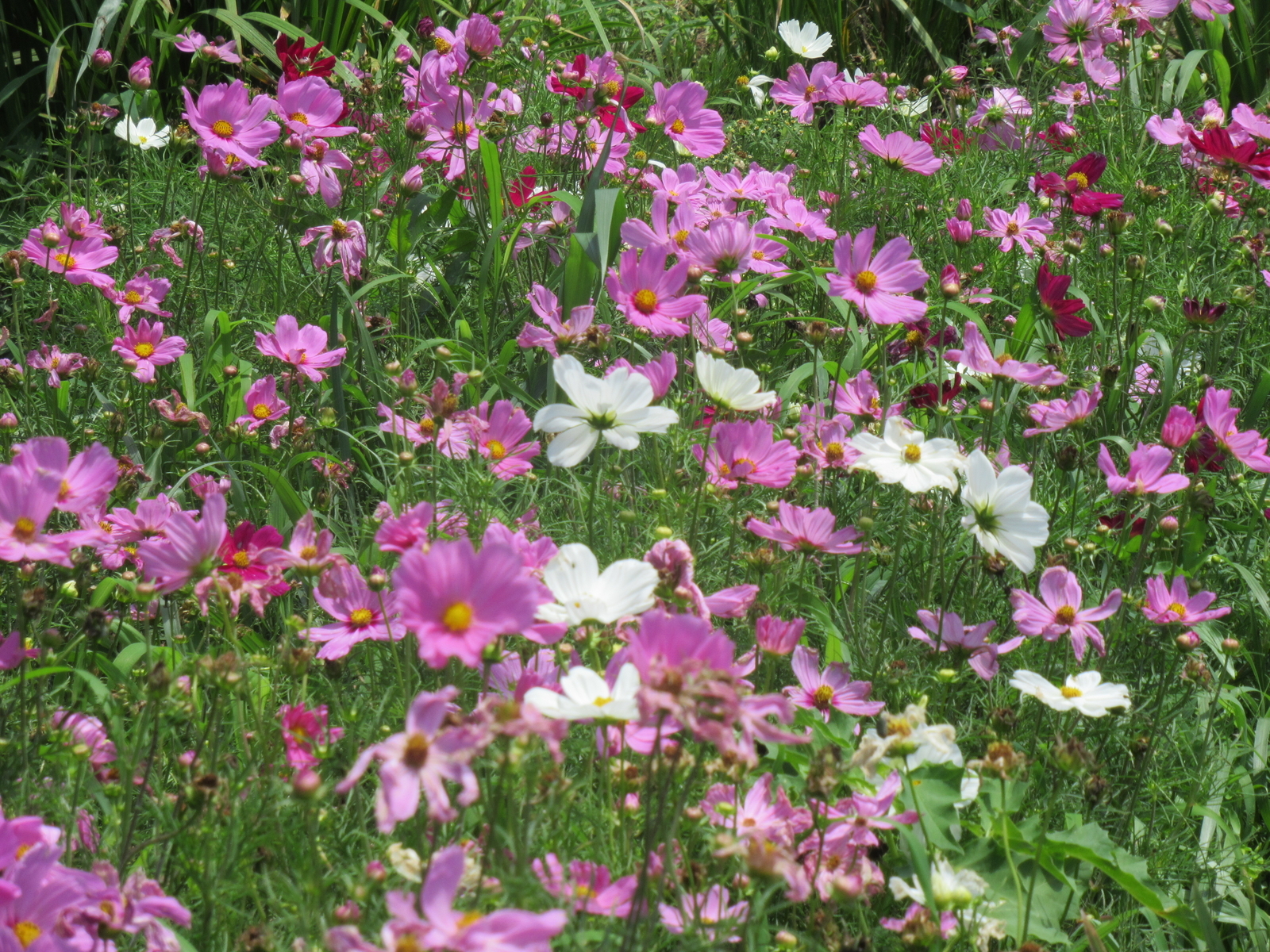 f:id:bluets8:20200626200344j:plain:w400
