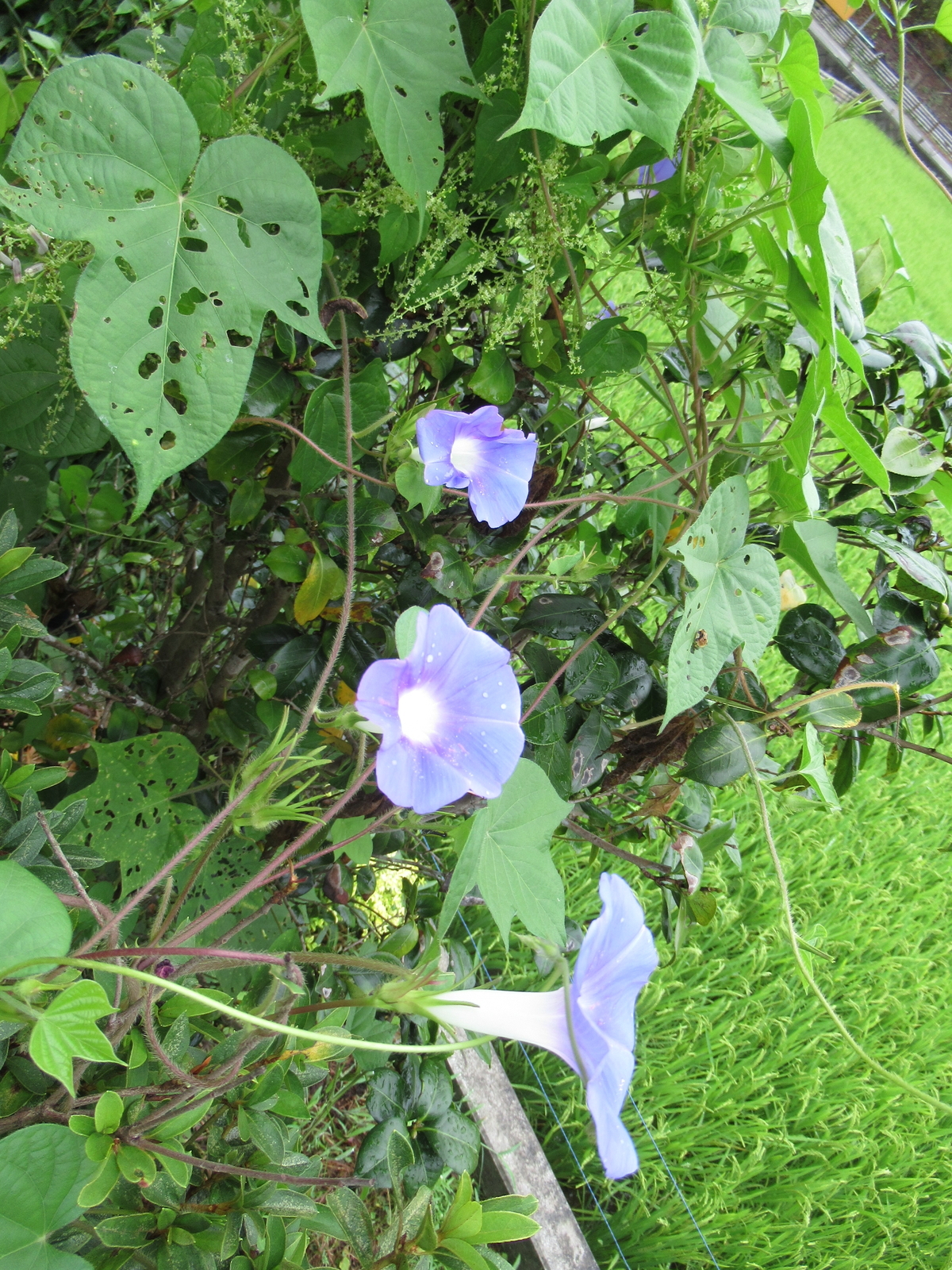 f:id:bluets8:20200823212529j:plain:w320