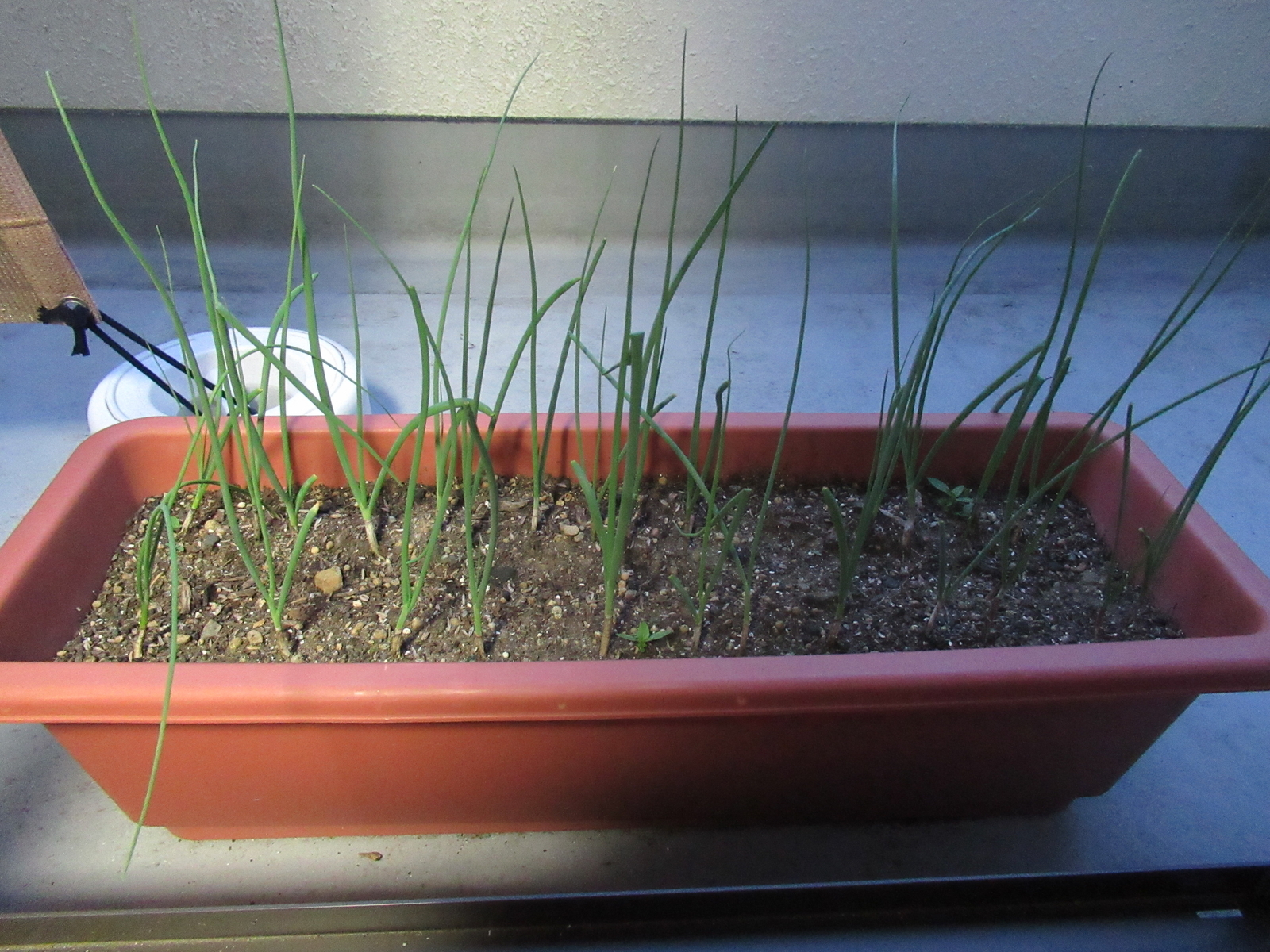 f:id:bluets8:20200918204514j:plain:w400