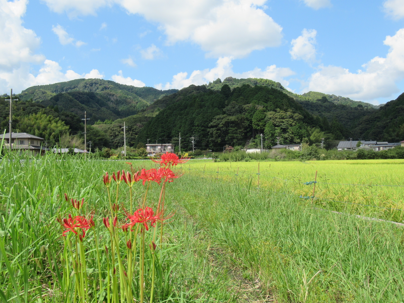 f:id:bluets8:20200921171157j:plain:w560