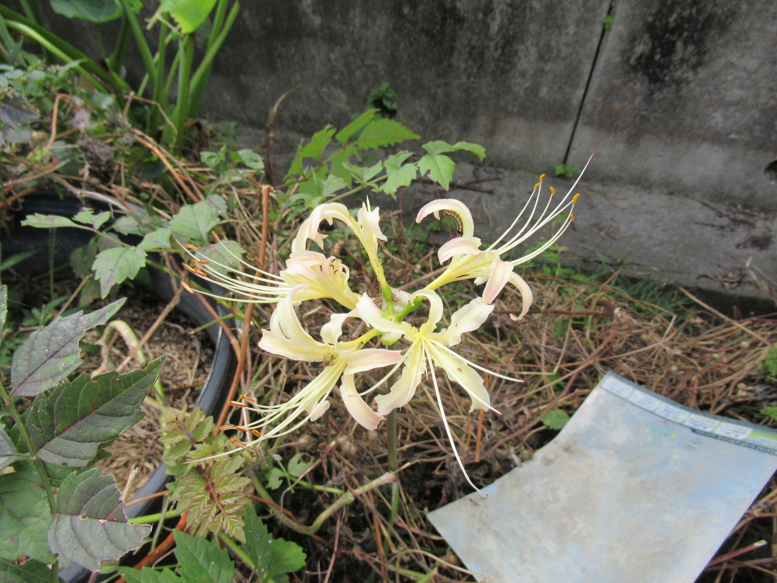 f:id:bluets8:20200921171529j:plain:w400