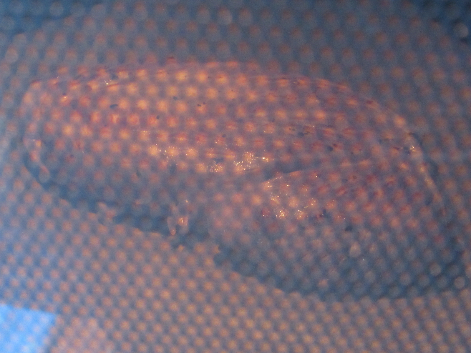 f:id:bluets8:20211231212433j:plain:w480