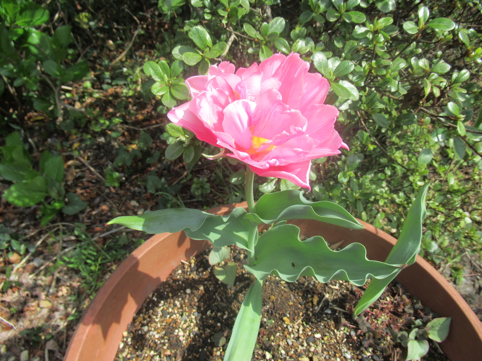 f:id:bluets8:20220403195421j:plain:w480