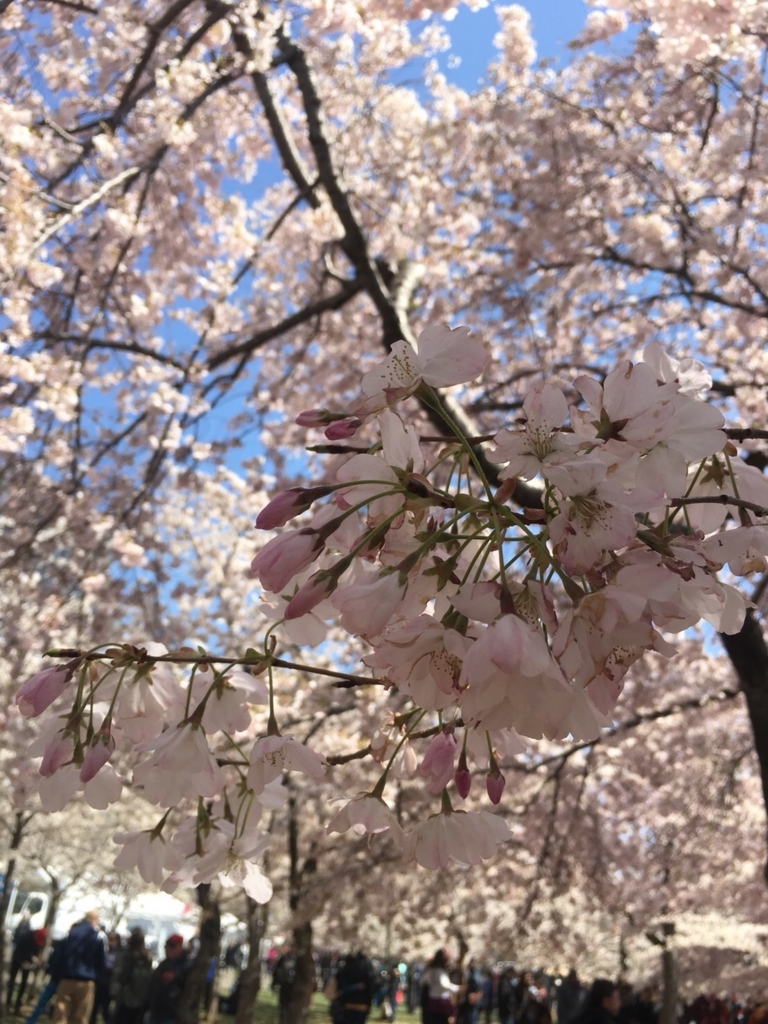 f:id:blumen7:20180410184404j:plain f:id:blumen7:20180410184404j:plain
