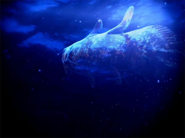 貝標本 エクアドルのバサバサの棘が無数に有る、幻蛤と月夜蛤の