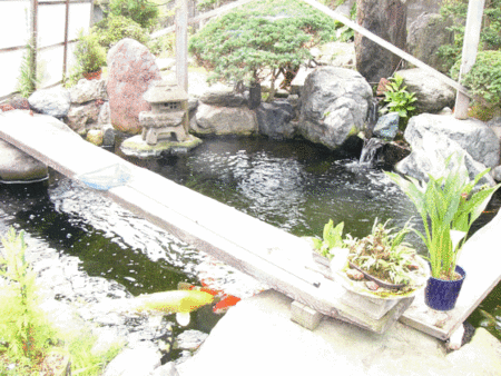 庭には池、池には鯉