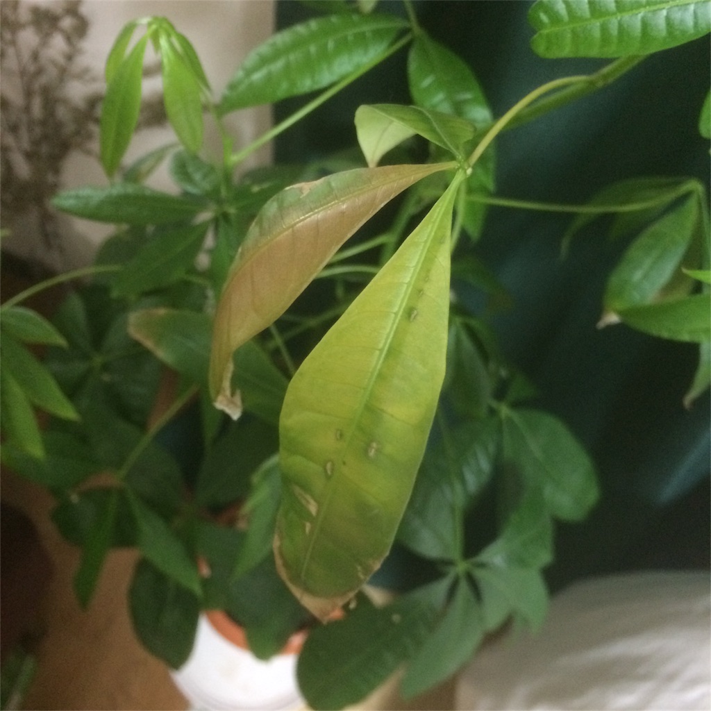 f:id:bnnfsh:20190626231845j:image