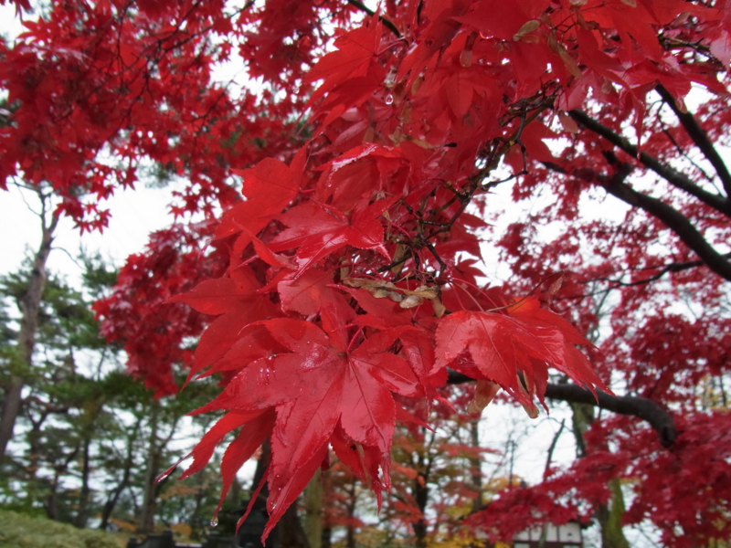 f:id:bob0524:20131115112022j:image