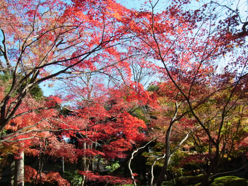 f:id:bob0524:20131129131230j:image