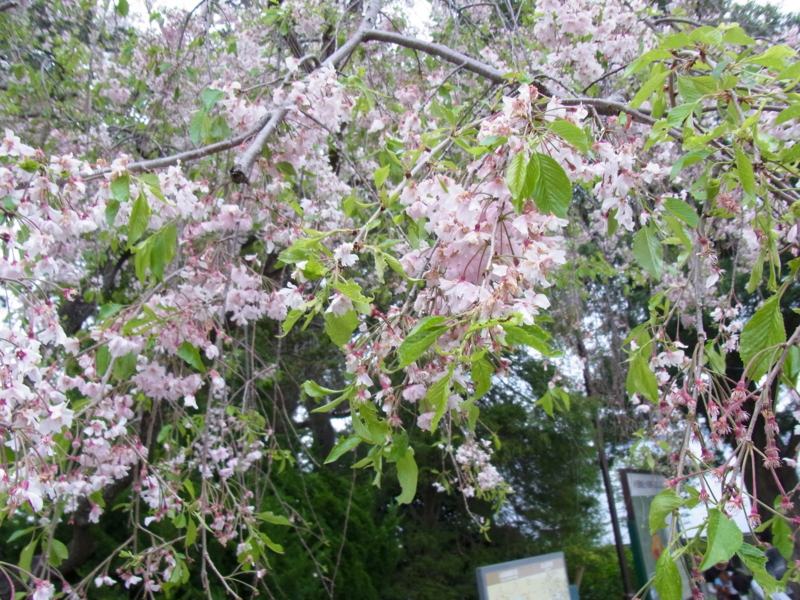 f:id:bob0524:20140419155618j:image