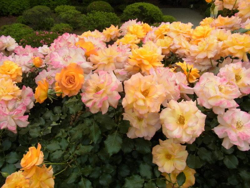 f:id:bob0524:20140520163758j:image