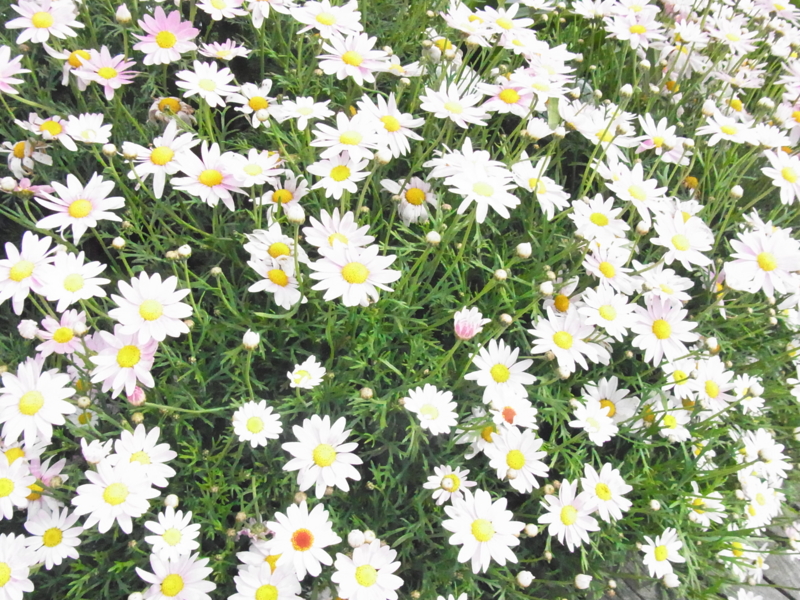 f:id:bob0524:20150424155556j:image f:id:bob0524:20150424155556j:image