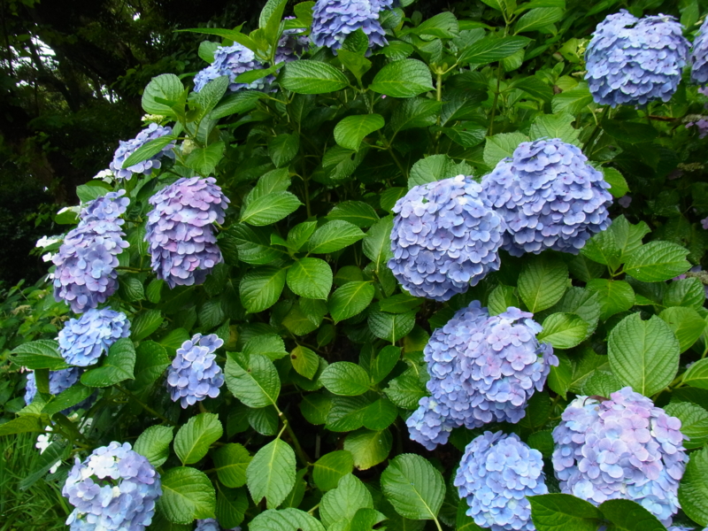 f:id:bob0524:20150619084910j:image f:id:bob0524:20150619084910j:image