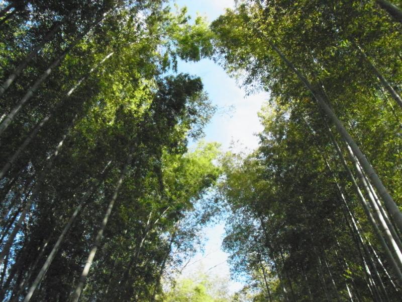 f:id:bob0524:20151225123326j:image f:id:bob0524:20151225123326j:image