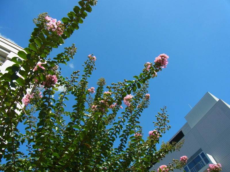 f:id:bob0524:20160825094724j:image f:id:bob0524:20160825094724j:image