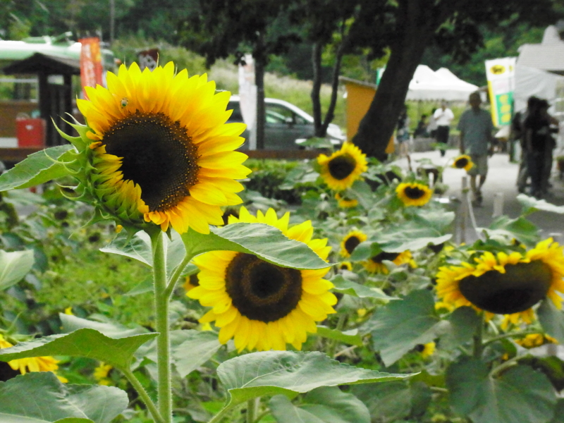 f:id:bob0524:20160826161539j:plain