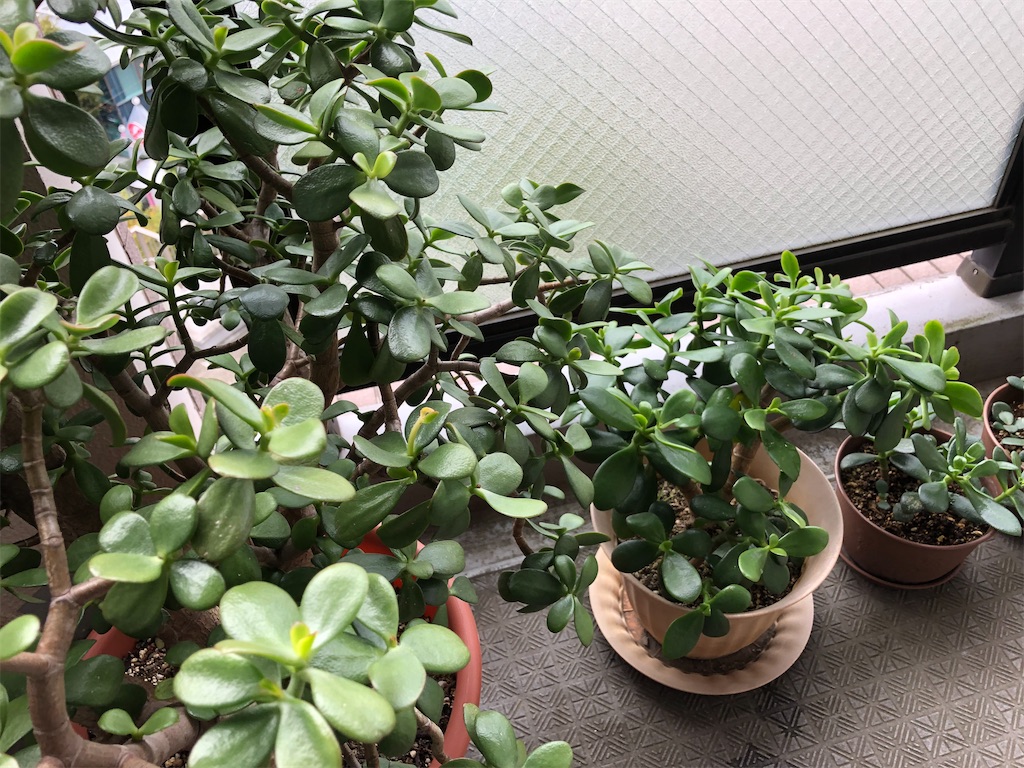 f:id:bob0524:20211108175826j:plain