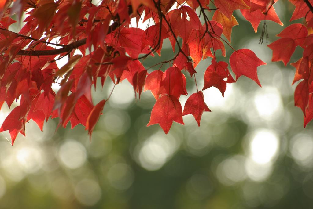 f:id:bob3:20091108143408j:image:w512