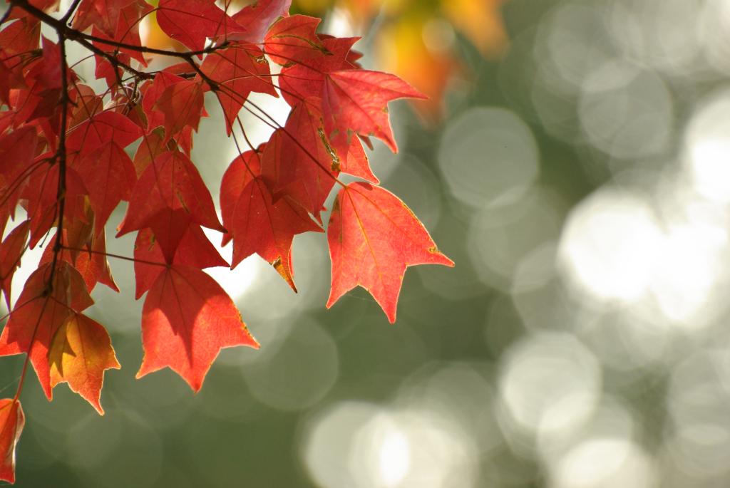 f:id:bob3:20091108143543j:image:w512