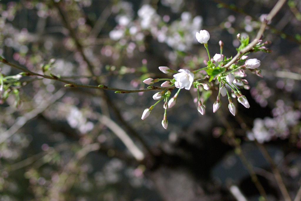 f:id:bob3:20100327200623j:image:w512 f:id:bob3:20100327200623j:image:w512