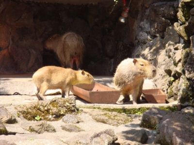 f:id:bob69:20090515230210j:image