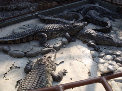 f:id:bob69:20090515232204j:image