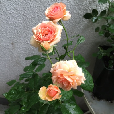 f:id:bobandtomoko:20170623014431j:plain