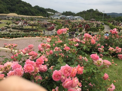 f:id:bobandtomoko:20170623121052j:plain f:id:bobandtomoko:20170623121052j:plain