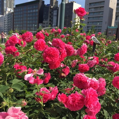 f:id:bobandtomoko:20170623121226j:plain f:id:bobandtomoko:20170623121226j:plain