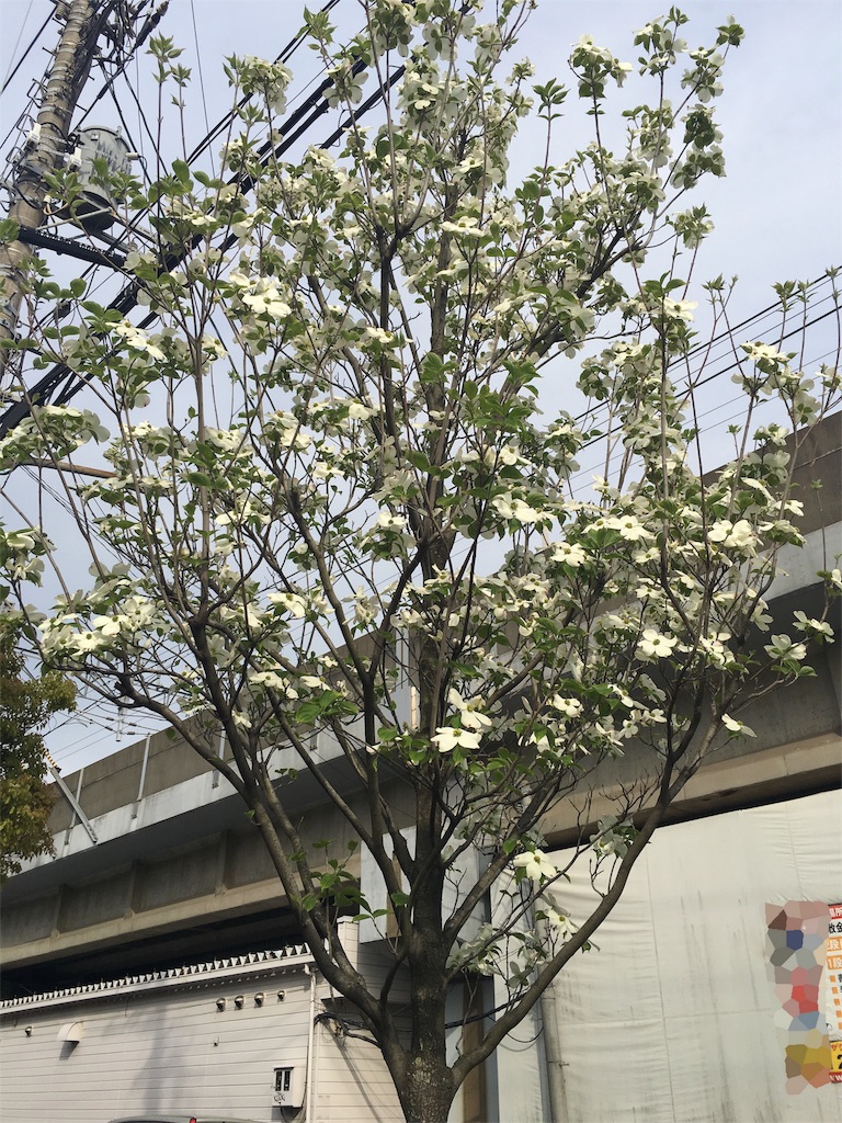 f:id:bobby-gureco-goncyusensei:20170421072300j:image f:id:bobby-gureco-goncyusensei:20170421072300j:image