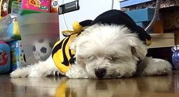 f:id:bobi-wan:20100129230926j:image