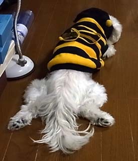 f:id:bobi-wan:20100129231038j:image