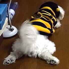 f:id:bobi-wan:20100129231044j:image