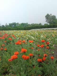 f:id:bobi-wan:20100620145950j:image