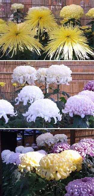 f:id:bobi-wan:20101109094804j:image