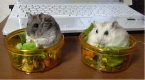 f:id:bobi-wan:20110220193500j:image