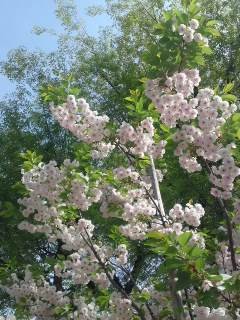 f:id:bobi-wan:20110418083553j:image