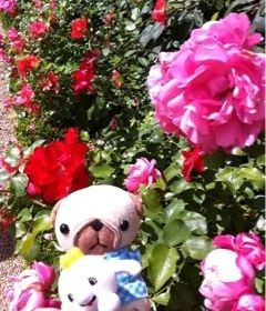 f:id:bobi-wan:20110810130243j:image