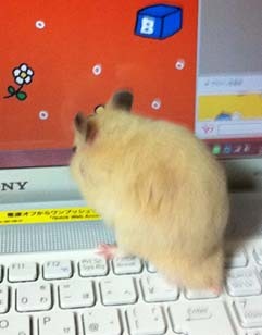 f:id:bobi-wan:20120113002136j:image:w250