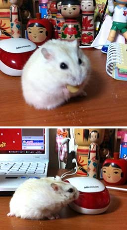 f:id:bobi-wan:20120113002636j:image:w250