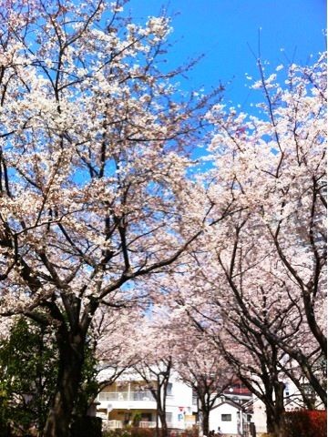 f:id:bobi-wan:20120408203634j:image:w300