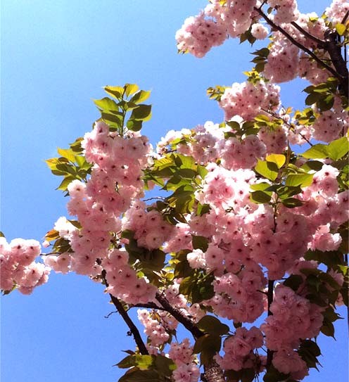 f:id:bobi-wan:20120418093214j:image:w300
