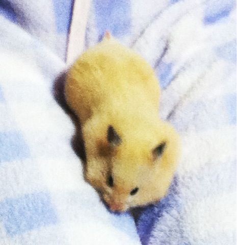 f:id:bobi-wan:20120420230114j:image:w250