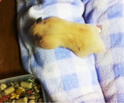 f:id:bobi-wan:20120420230324j:image:w250