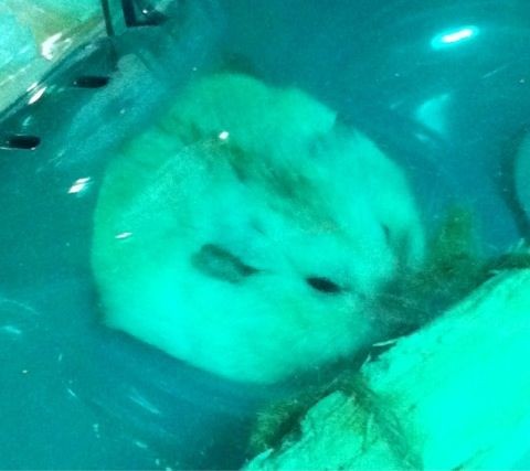 f:id:bobi-wan:20120519003547j:image:w250